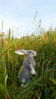 兔子高清摄影图片