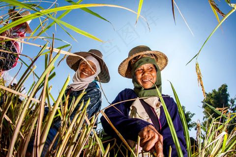 稻田里收割的农民