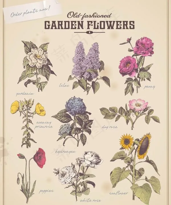 复古花植物矢量素材ai矢量模版下载