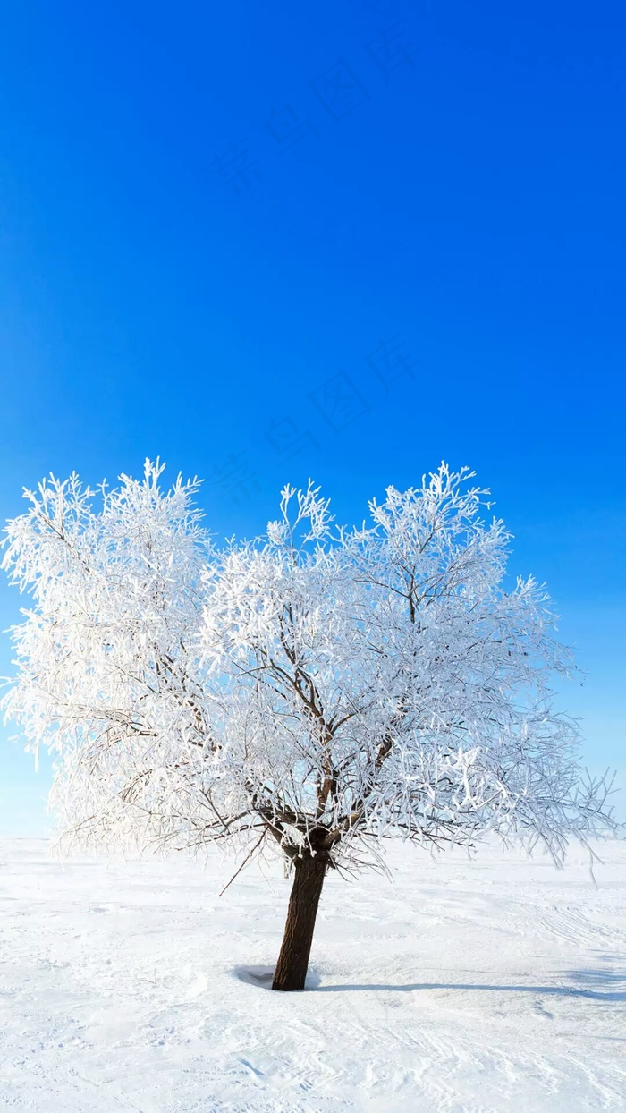 雪地上的树高清摄影图片