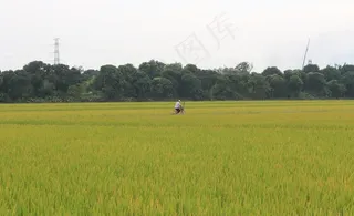 水稻田间图片