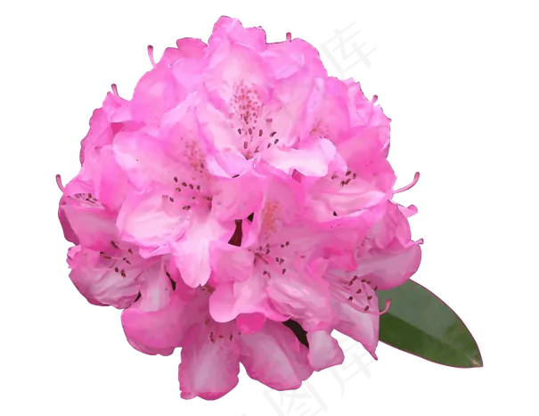 杜鹃花