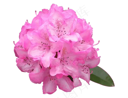 杜鹃花 杜鹃花