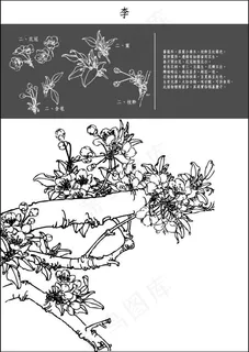 白描李子花