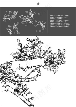 白描李子花