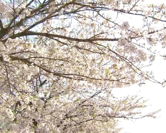 鲜花盛开