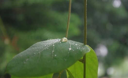叶子与露珠图片