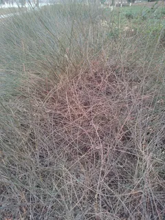 公园干枯草丛图片