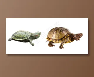 乌龟免抠素材PSD分层