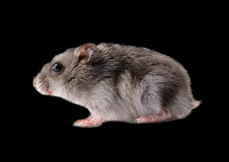 老鼠免抠素材PSD分层