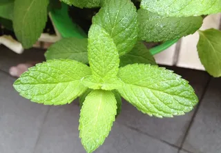 薄荷 薄荷叶 绿色图片