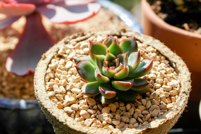 多肉植物图片