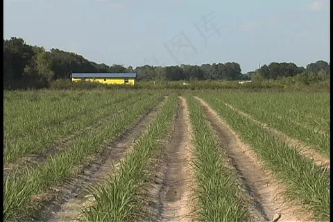 糖能在春天股票视频 视频免费下载