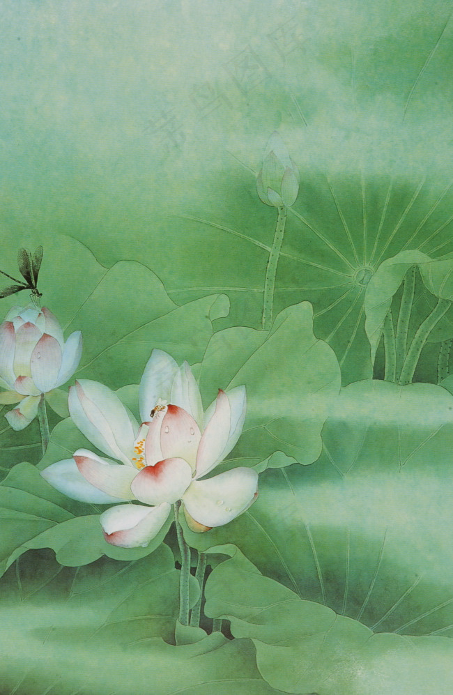 工笔荷花免费下载