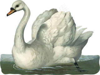 免抠png图片ps素材天鹅