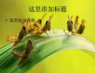 夏日蝗虫高清PPT(8)