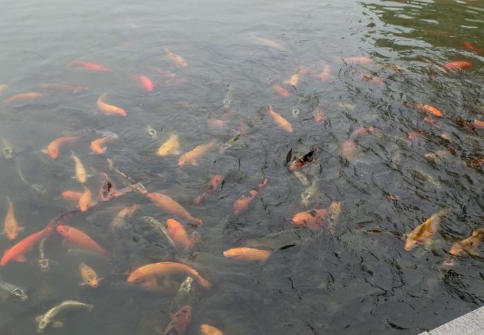 鱼儿图片