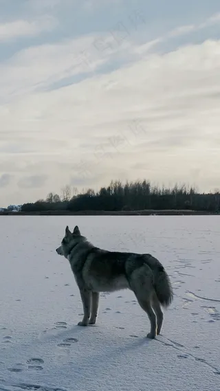 雪地上的狼狗高清摄影图片