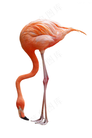 小清新手绘可爱卡通火烈鸟免扣PNG...