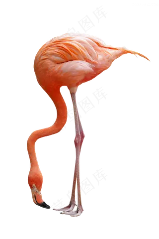 小清新手绘可爱卡通火烈鸟免扣PNG...