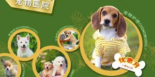 宠物医院网站图片