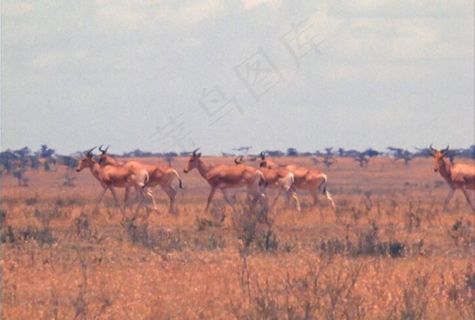 羚羊活动视频频素材素材下载