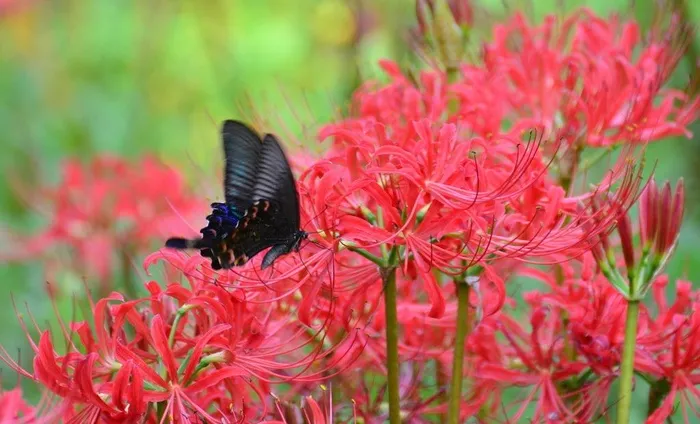 蝶恋花图片