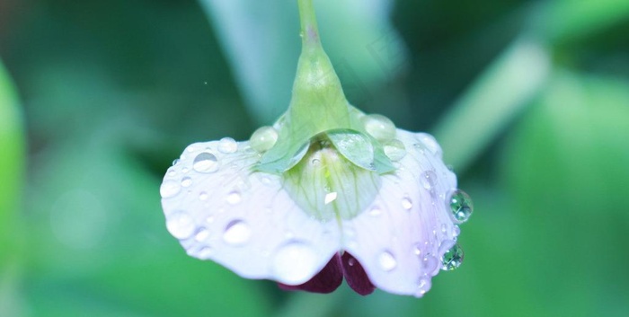 豆角花图片