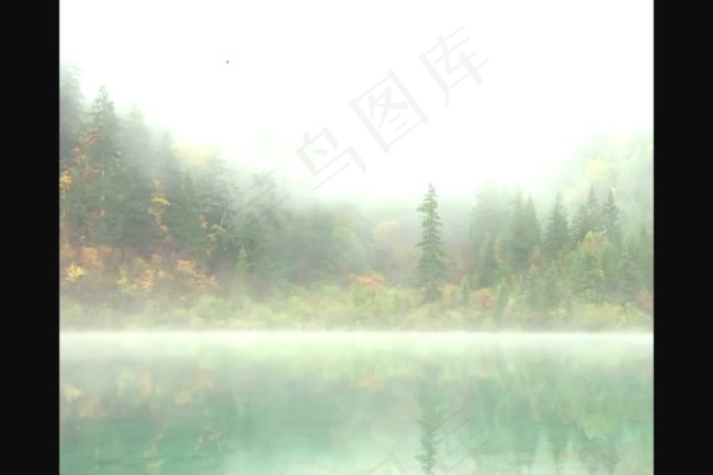烟雾森林视频素材