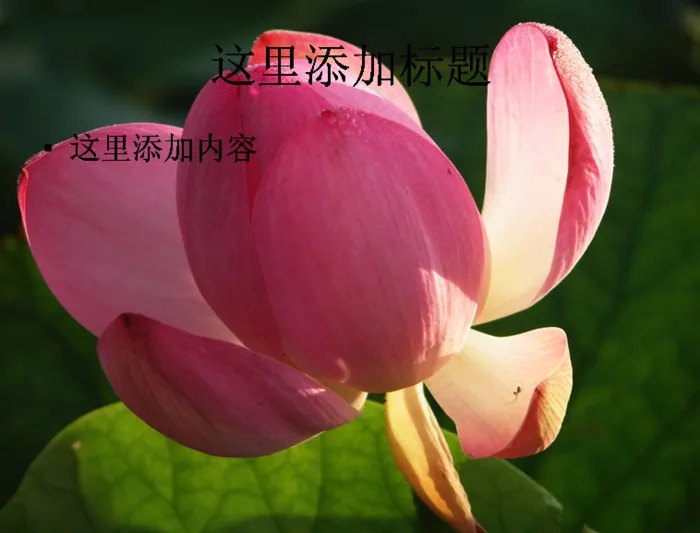 美丽的荷花(9)