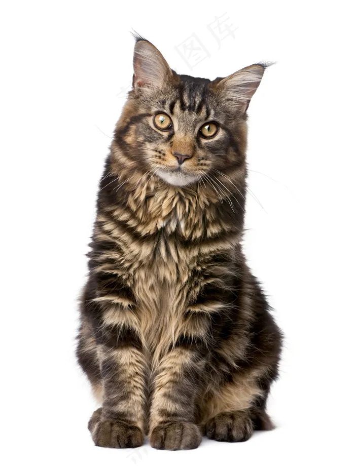 可爱猫咪图片