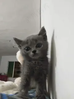 白色清新风宠物猫咪实拍摄影图