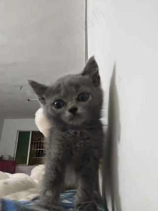 白色清新风宠物猫咪实拍摄影图