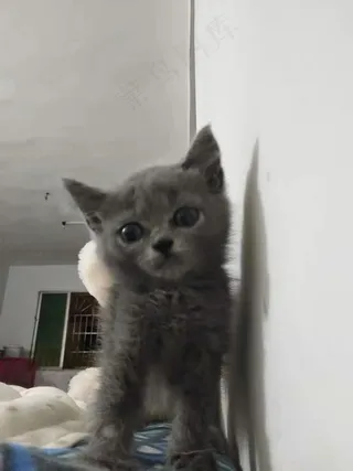 白色清新风宠物猫咪实拍摄影图