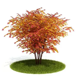 植物国外精品装饰素材免费下载室内装...