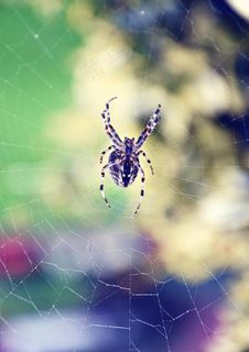 蜘蛛图片