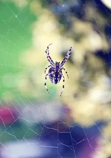 蜘蛛图片 蜘蛛图片