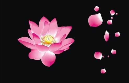矢量荷花 飘落的花瓣 (绝对原创)图片
