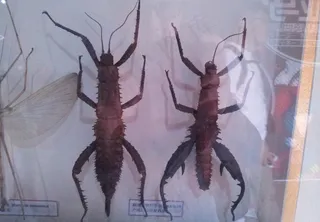 巨型竹节虫标本图片