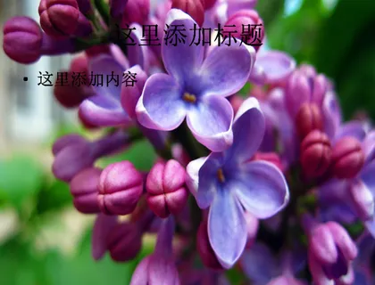 夏日清新植物PPT(5)