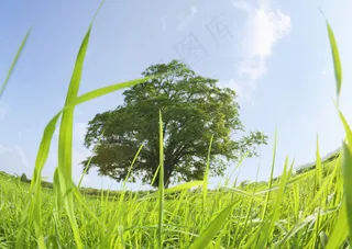 草坪上的大树图片
