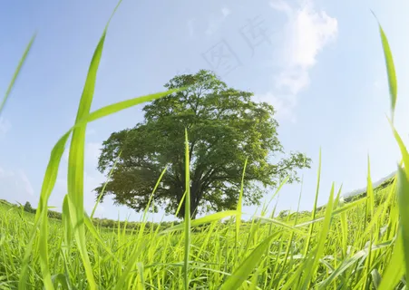 草坪上的大树图片 草坪上的大树图片