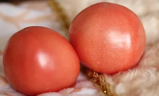 西红柿图片