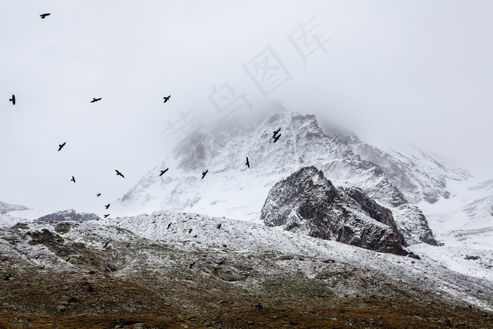 雪山候鸟