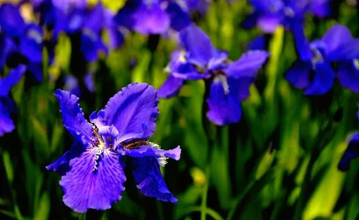 春天的鸢尾花图片