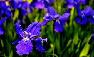 春天的鸢尾花图片