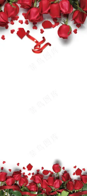 玫瑰花白色渐变背景