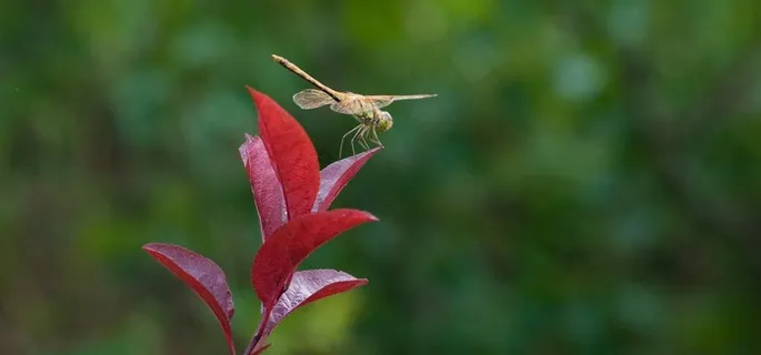 蜻蜓图片 蜻蜓图片