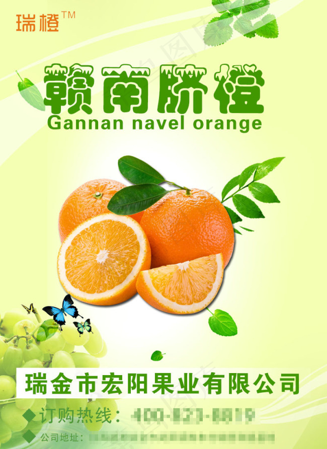 脐橙海报宣传页，背景简约清新psd模版下载