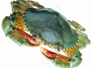 水产食材（高精）图片